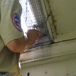 Squirrel trapping and removal in Rockford, MI